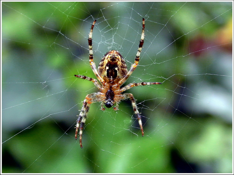 Tiere Spinne F1069 opt_BildgrÃ¶ÃŸe Ã¤ndern.JPG